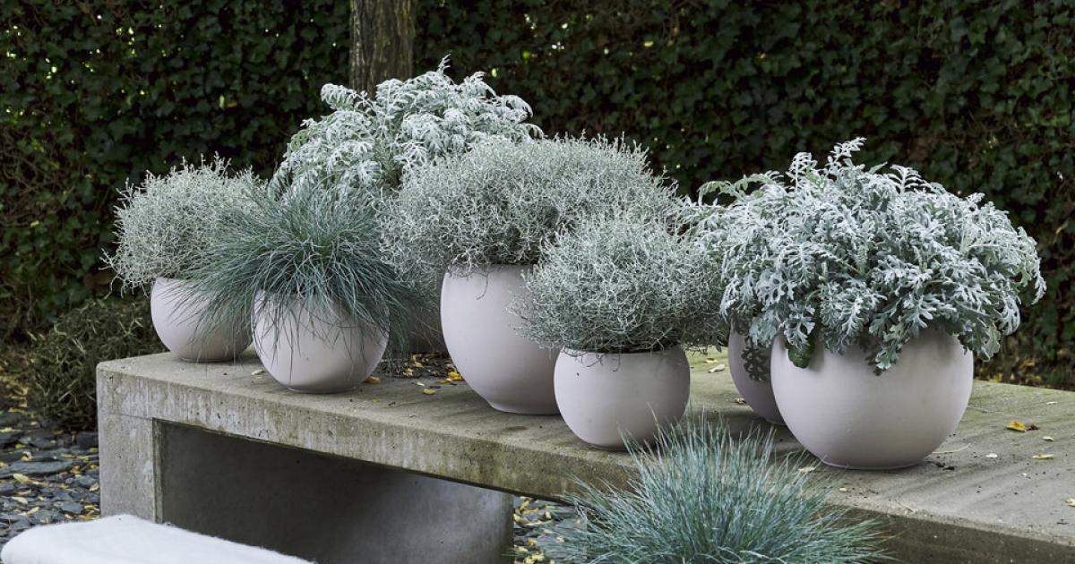 kortademigheid bovenstaand patroon De kracht van wonderschoon wit en grijs | Mooi wat planten doen