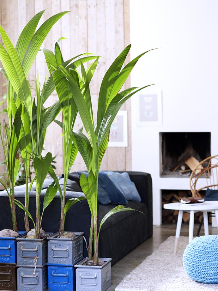 XXL planten - groene roomdivider Mooiwatplantendoen.nl