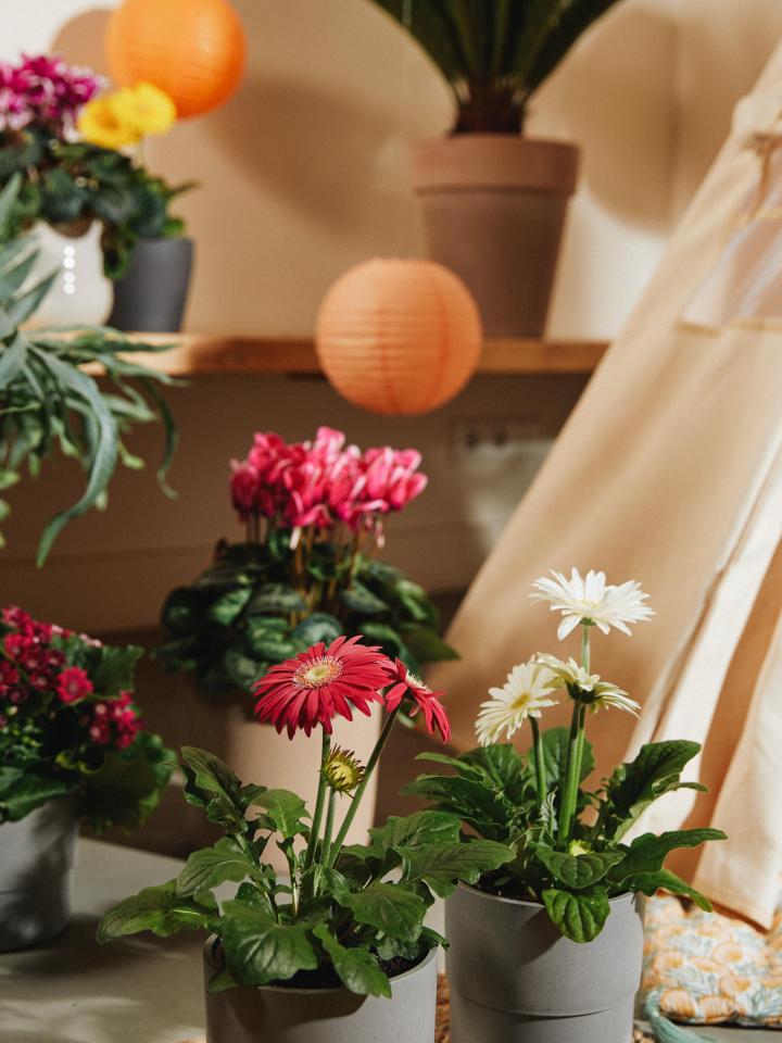 indoor plantenpicknick gezin