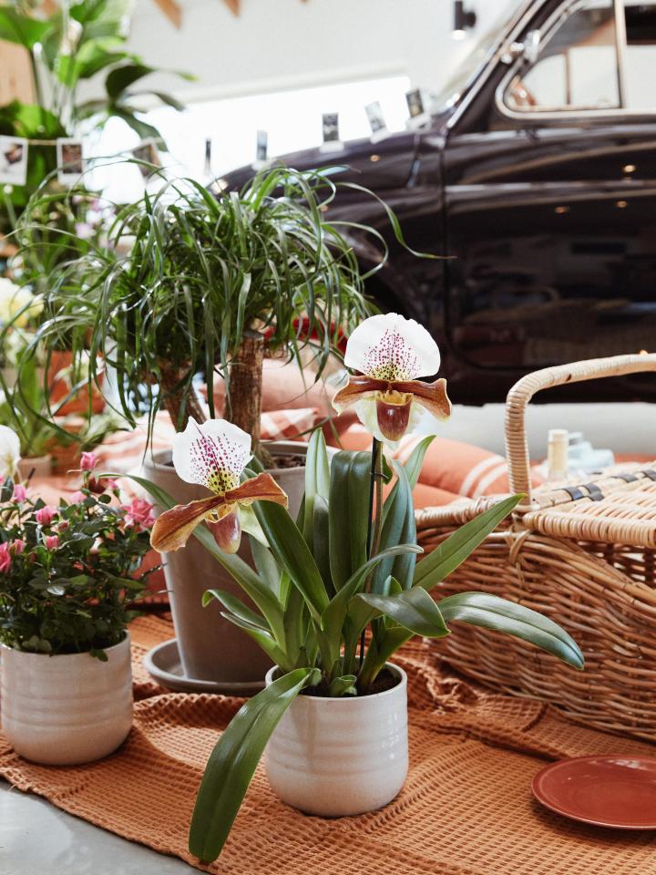 indoor plantenpicknick ware liefde