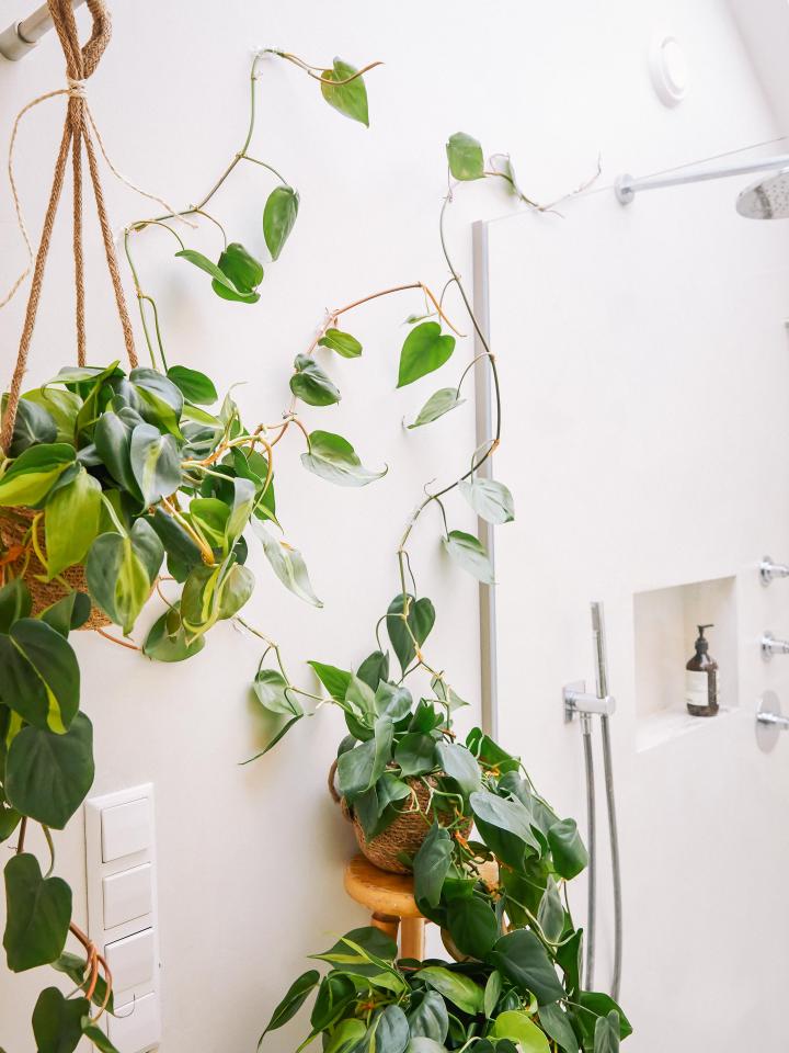 Philodendron: de perfecte klim- en hangplant | wat planten doen