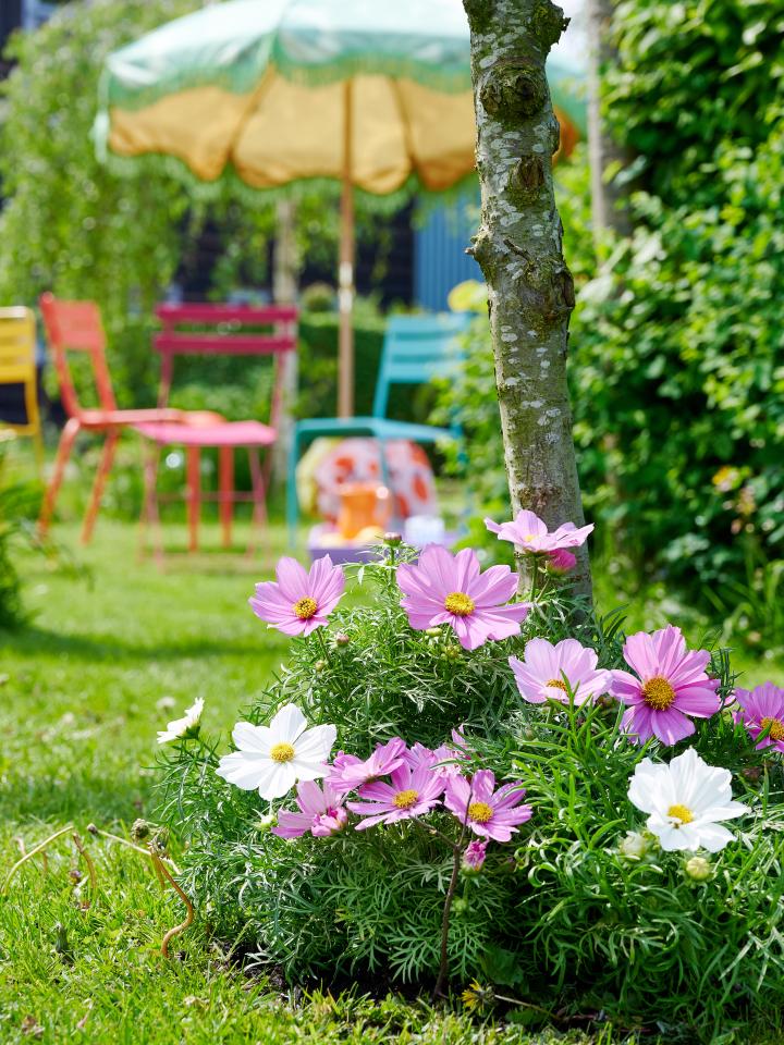 Cosmos Mooiwatplantendoen.nl