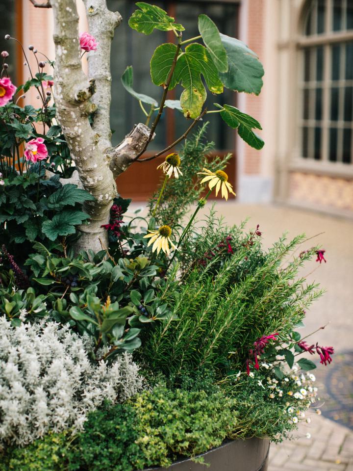 companion planting close up