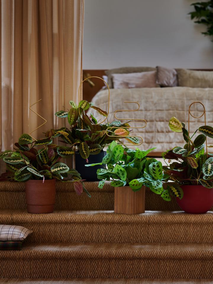 marantha prayerplant