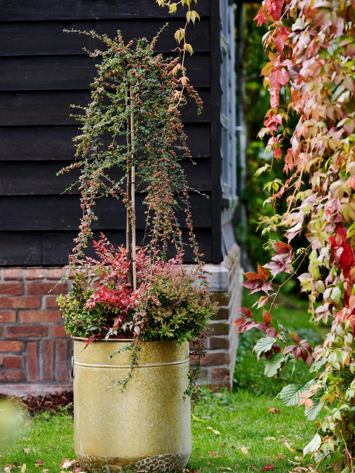 companion planting indian summer