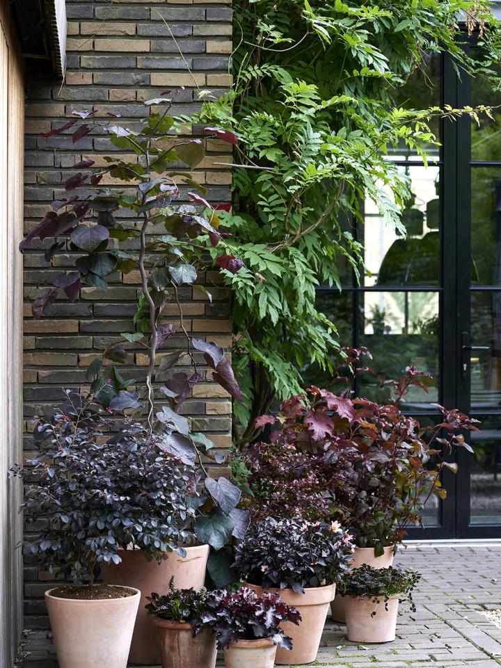 herfst tuin