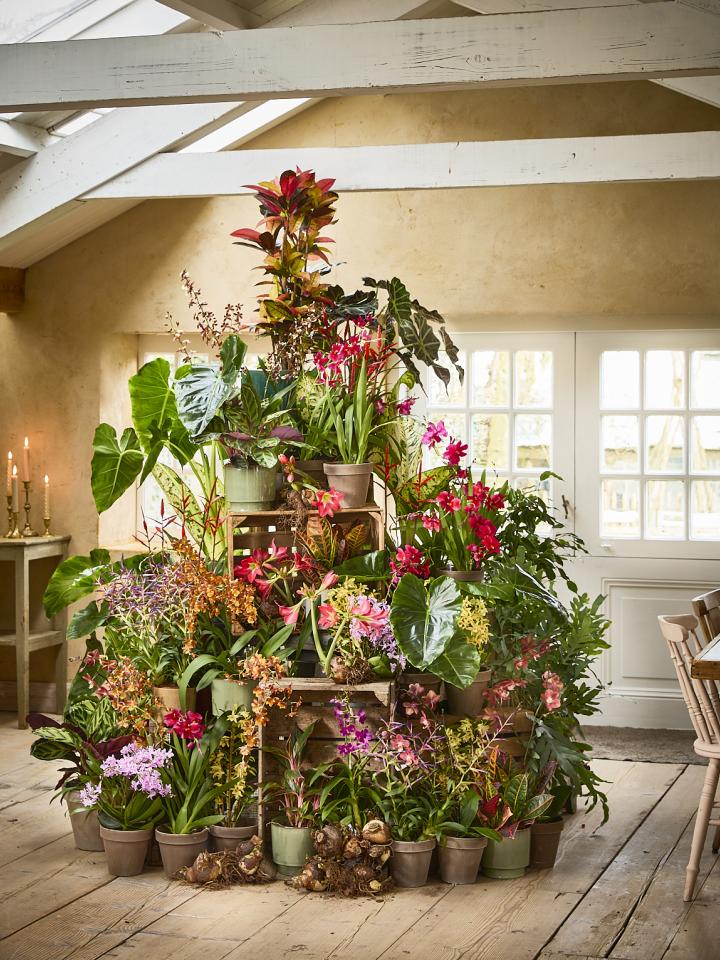 kerstboom van planten | mooiwatplantendoen.nl