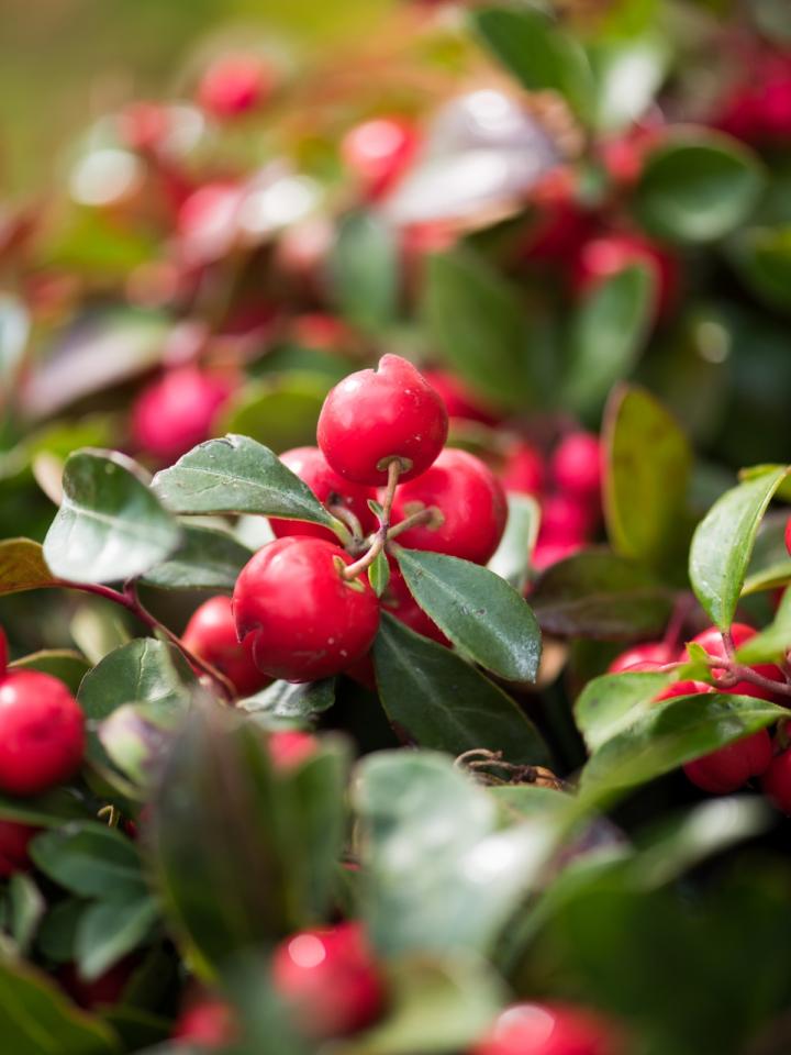 bergthee winterplant | mooiwatplantendoen