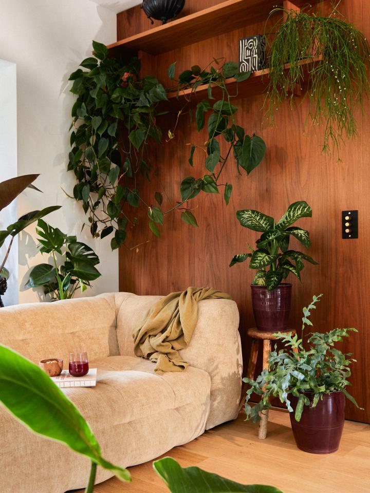 planten woonkamer | kamerplanten | hangplanten