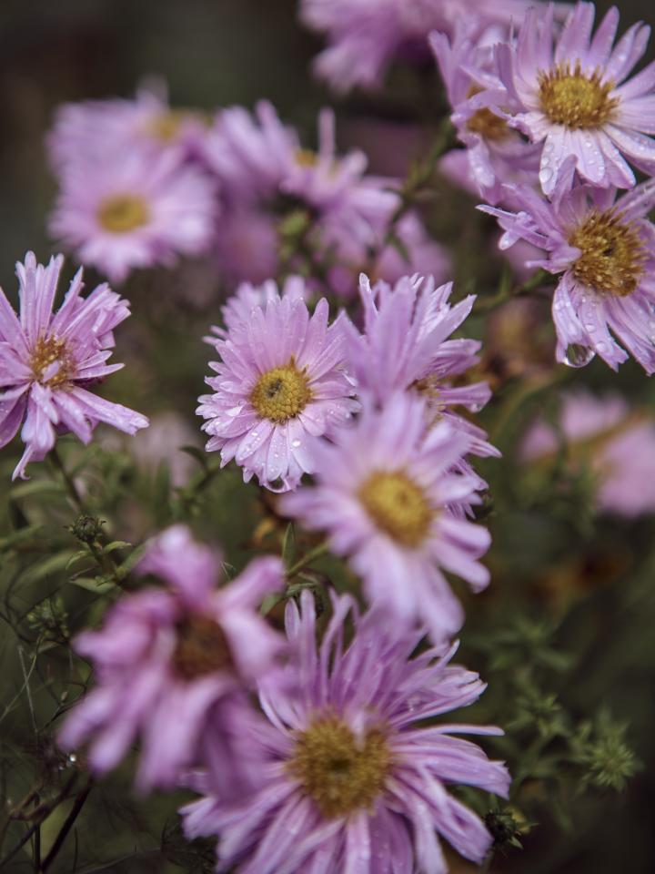 aster | herfstaster | tuinplant | herfstplant