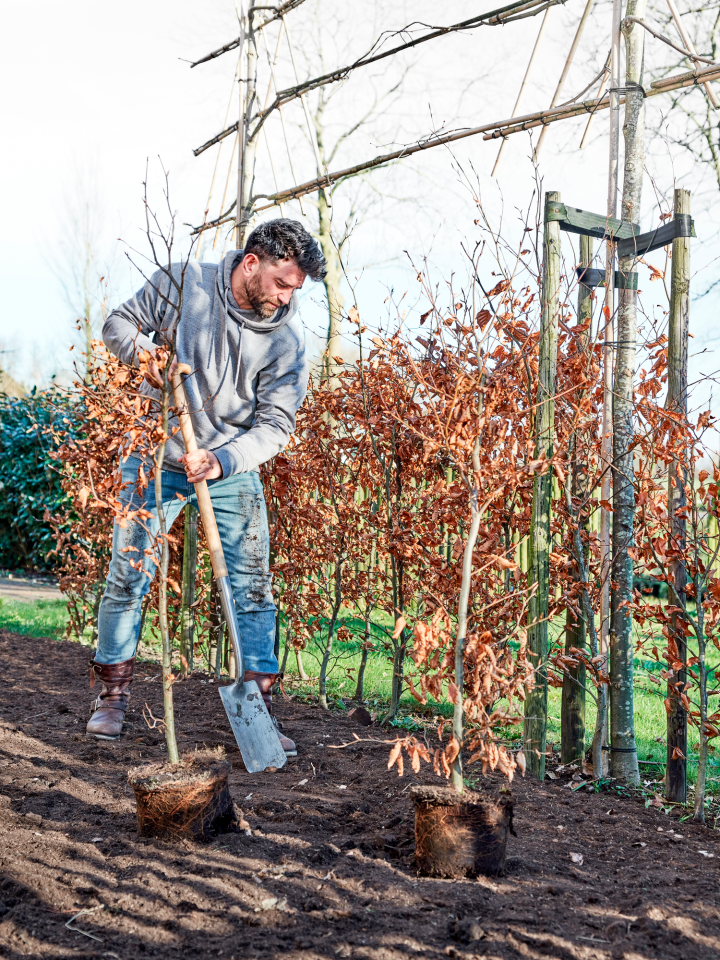herfstplanten planten intratuin actie | mooiwatplantendoen