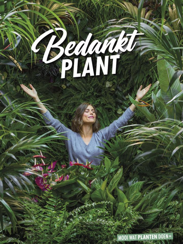 bedankt plant | voordelen planten | kamerplanten