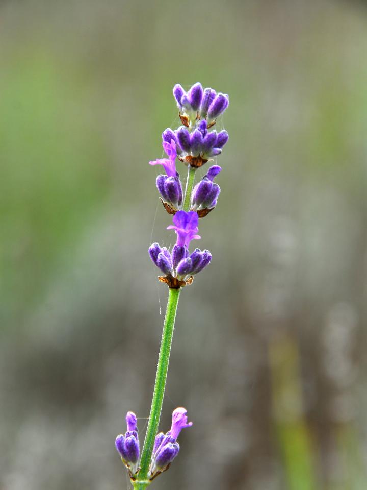 Lavendel | soorten lavendel | paarse lavendel | snoei lavendel