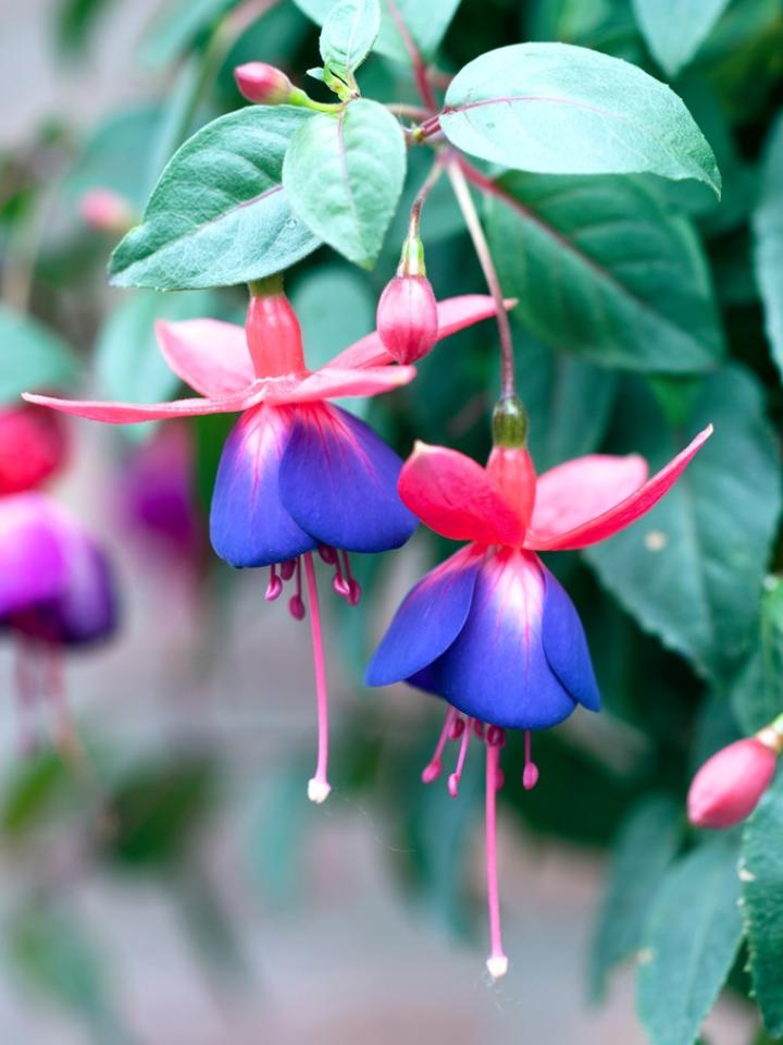 fuchsia | bellenplant | tuinplant 