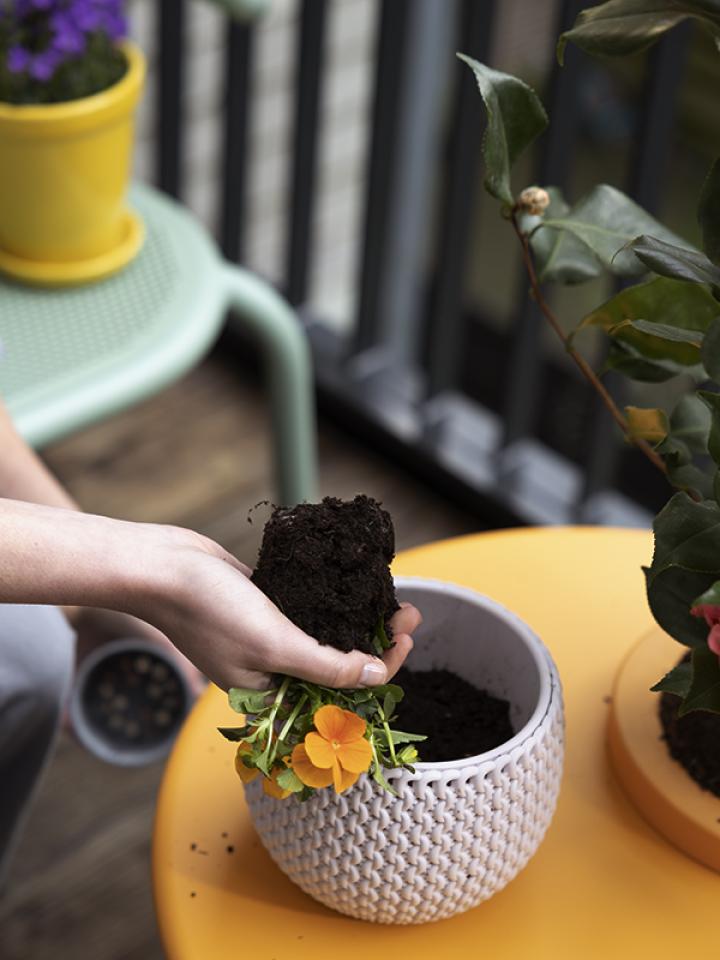 planten in potten | Oost-Indische kers planten