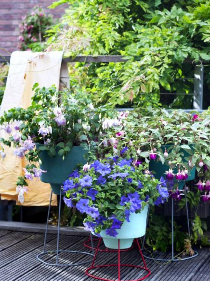 fuchsia | tuinplant | plant in bak balkon