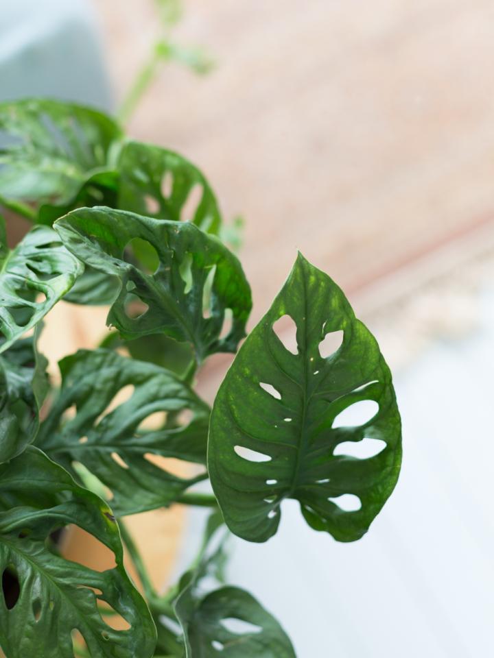 monstera adansonii | gatenplant