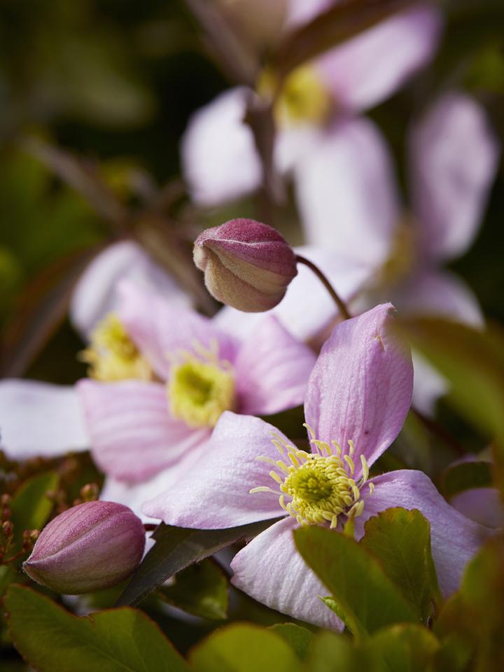 clematis in bloei | roze clematis