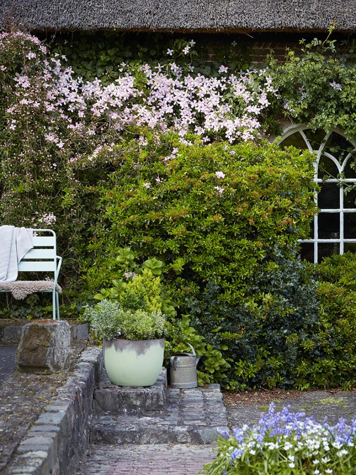bloeiende clematis | clematis roze | bosrank in tuin