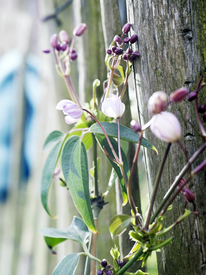 groenblijvende klimplant clematis | bosrank