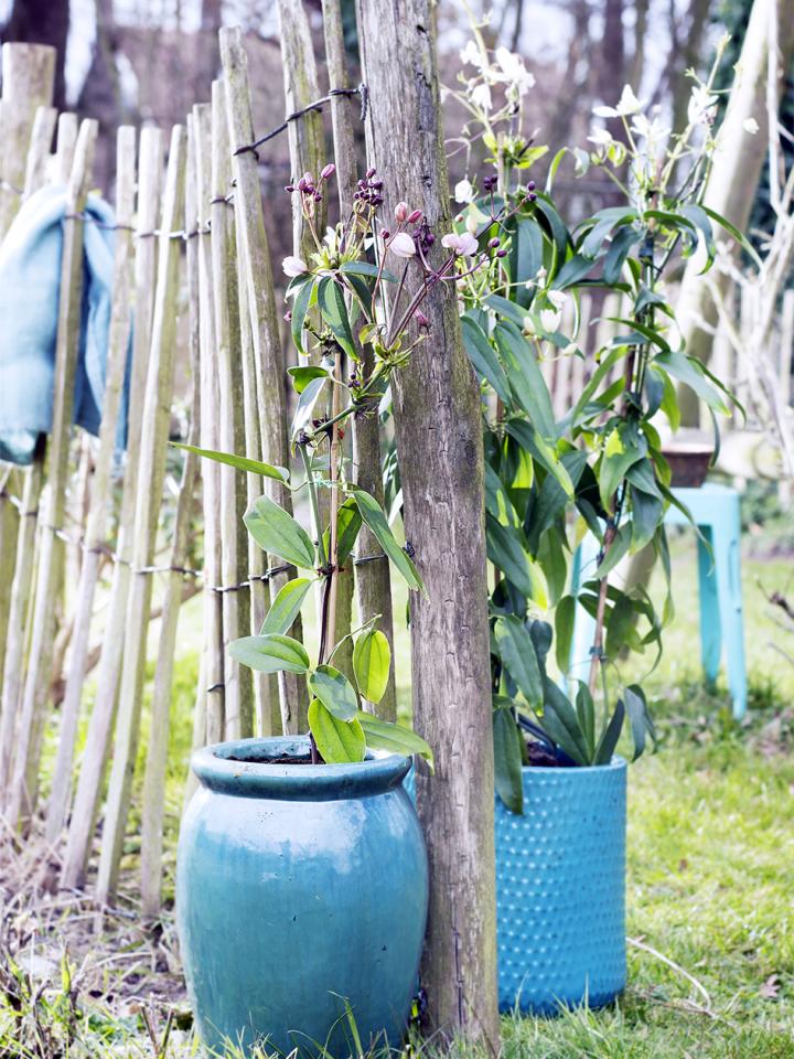clematis tegen takken | klimmende bosrank