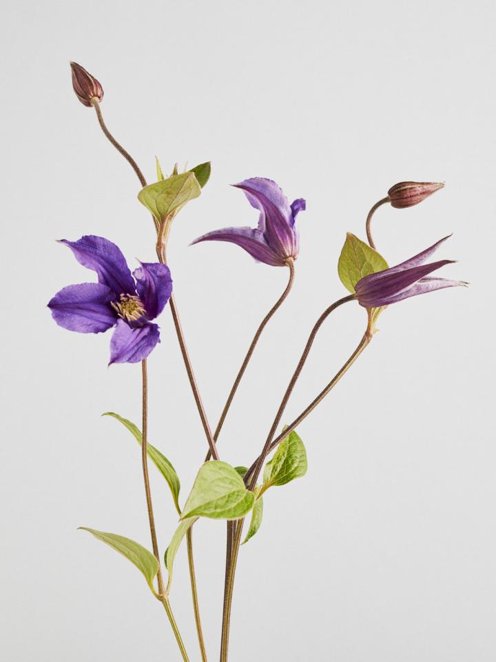 clematis snijbloem