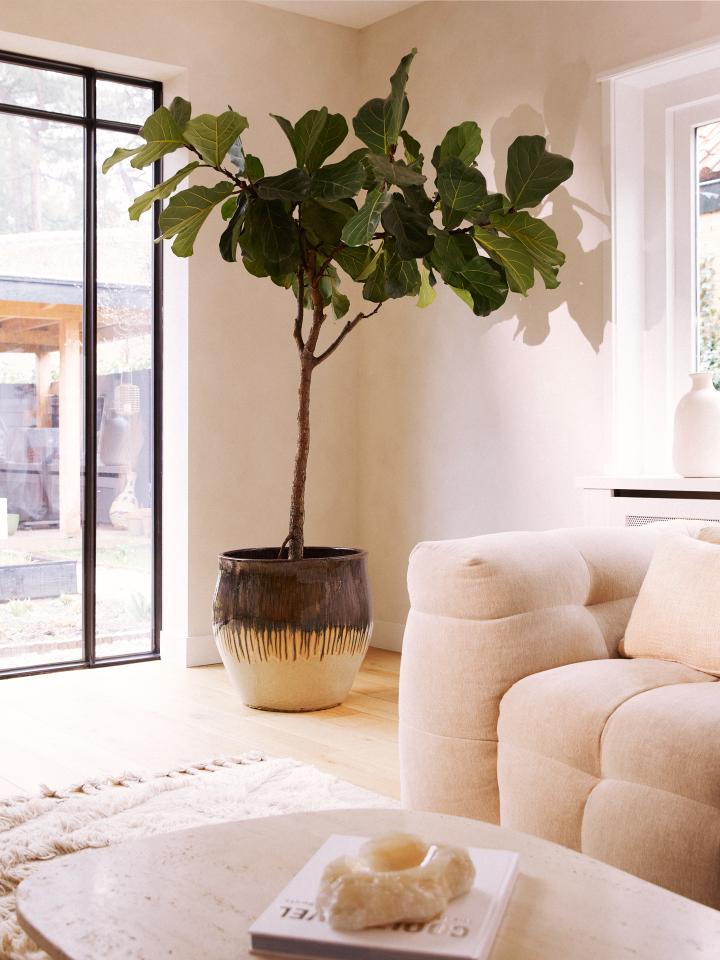 ficus lyrata grote kamerboom