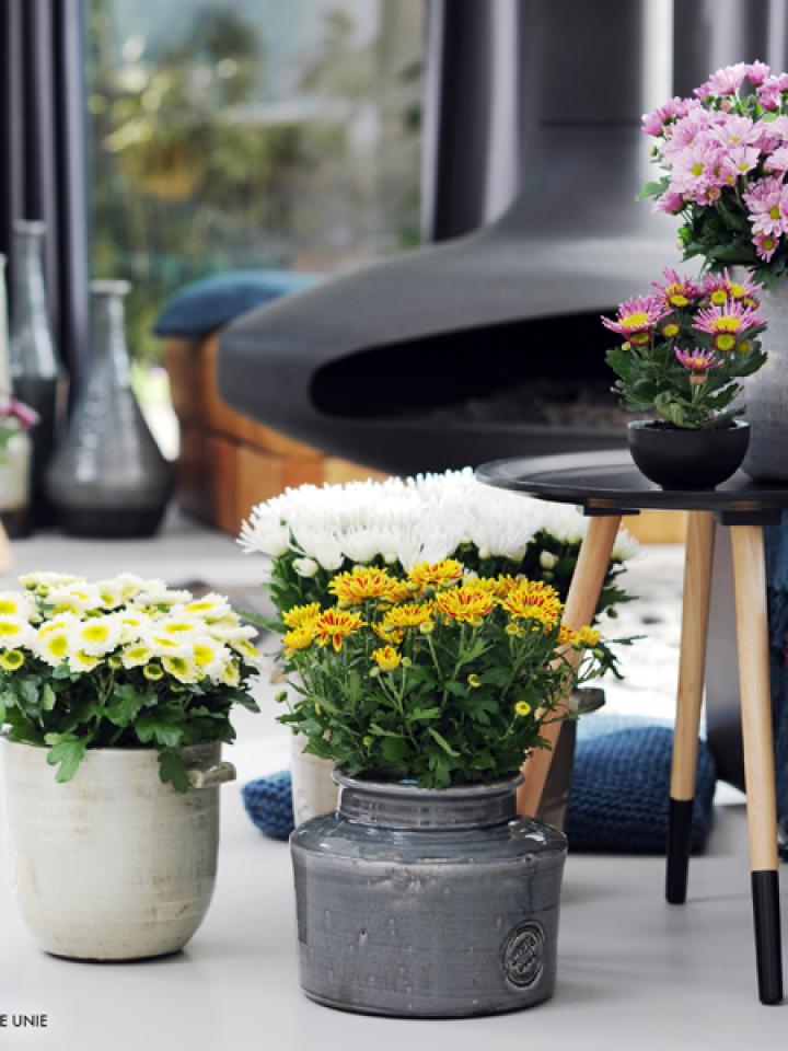 Potchrysant is Woonplant van de maand oktober 2014