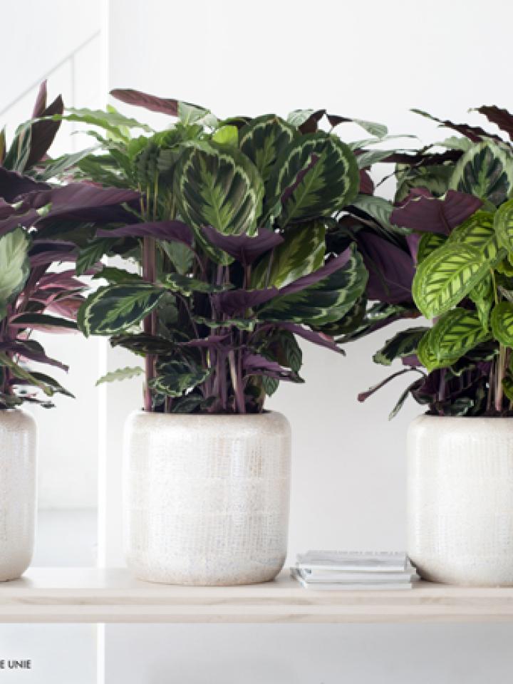 Calathea is Woonplant van de maand september 2014 -mooiwatplantendoen.nl