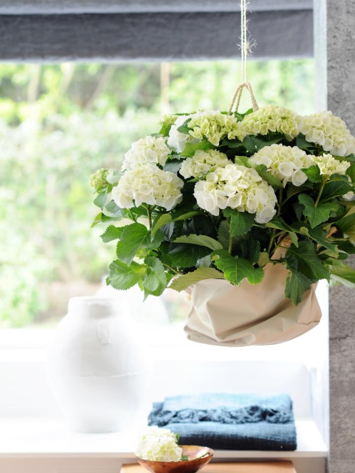 Hortensia, Woonplant van de Maand Maart