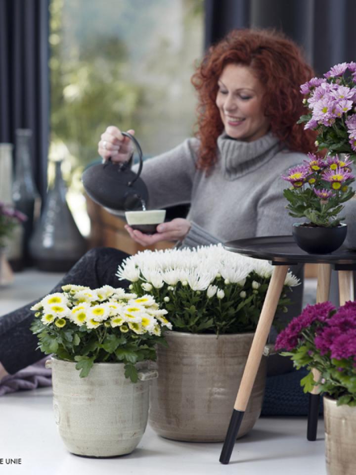 Potchrysant is Woonplant van de maand oktober 2014