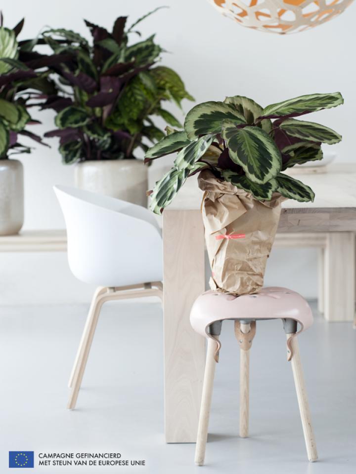 Calathea is Woonplant van de maand september 2014 -mooiwatplantendoen.nl