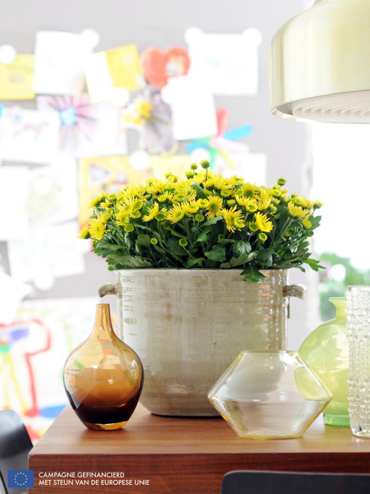 Potchrysant is Woonplant van de maand oktober 2014