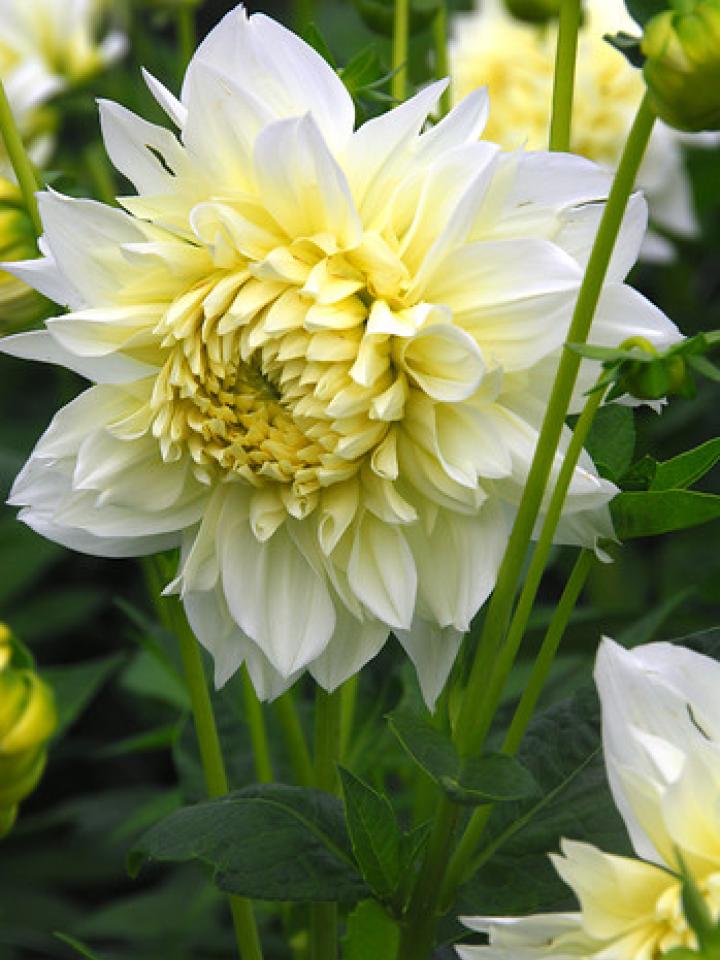 Dahlia 