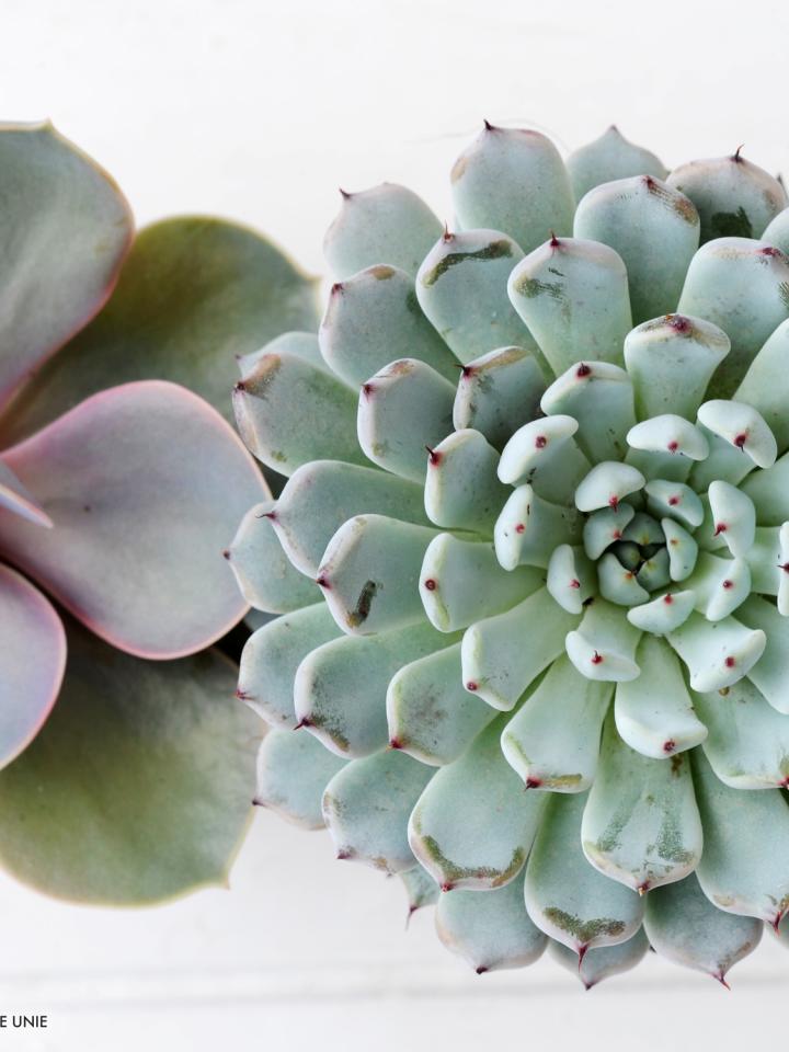 Echeveria is Woonplant van de Maand Augustus - mooiwatplantendoen.nl.