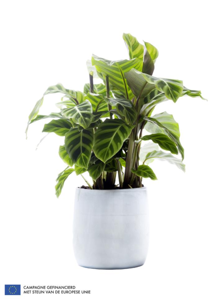 Calathea is Woonplant van de maand september 2014 -mooiwatplantendoen.nl