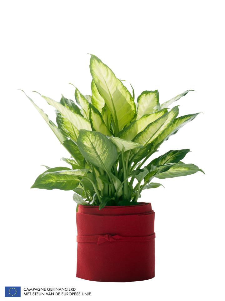 Dieffenbachia