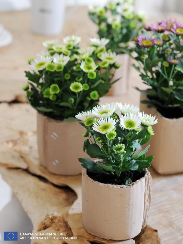 Potchrysant is Woonplant van de maand oktober 2014