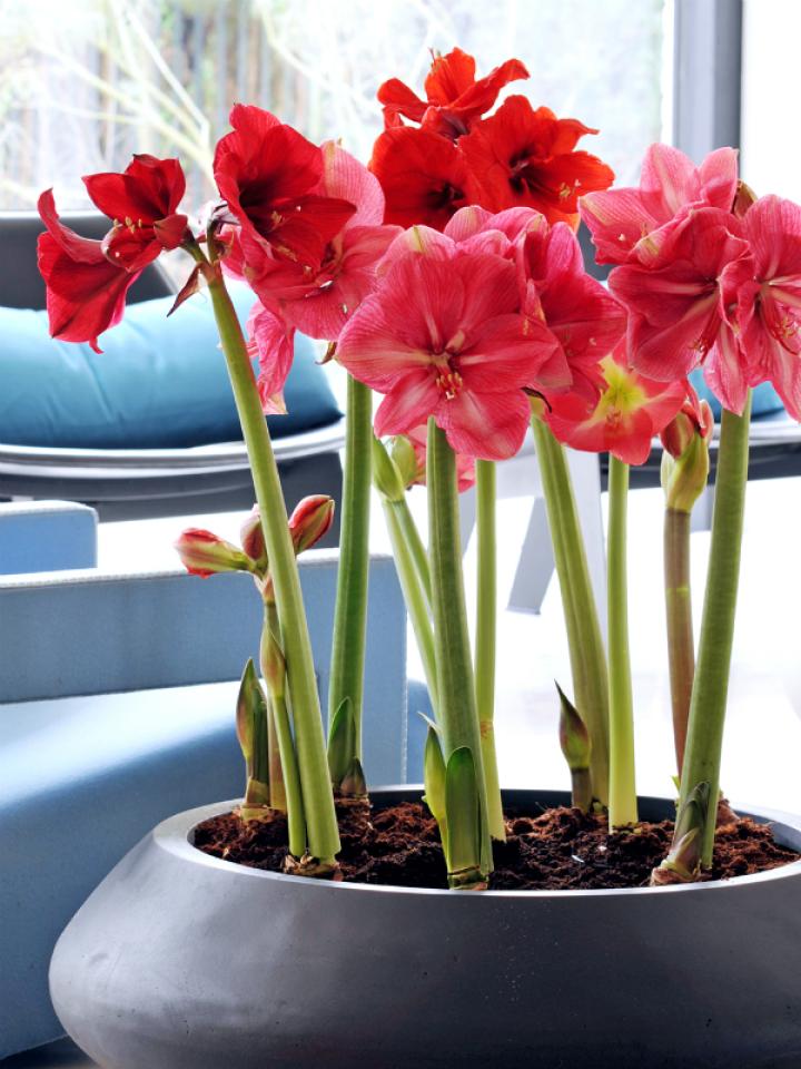 Amaryllis Mooiwatplantendoen.nl