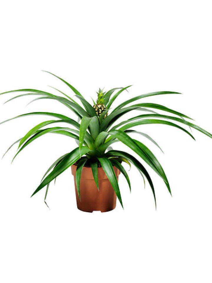 Nog wel even een leuke pot uitzoeken voor deze Ikea ananasplant (€ 6,49) - Mooiwatplantedoen.nl