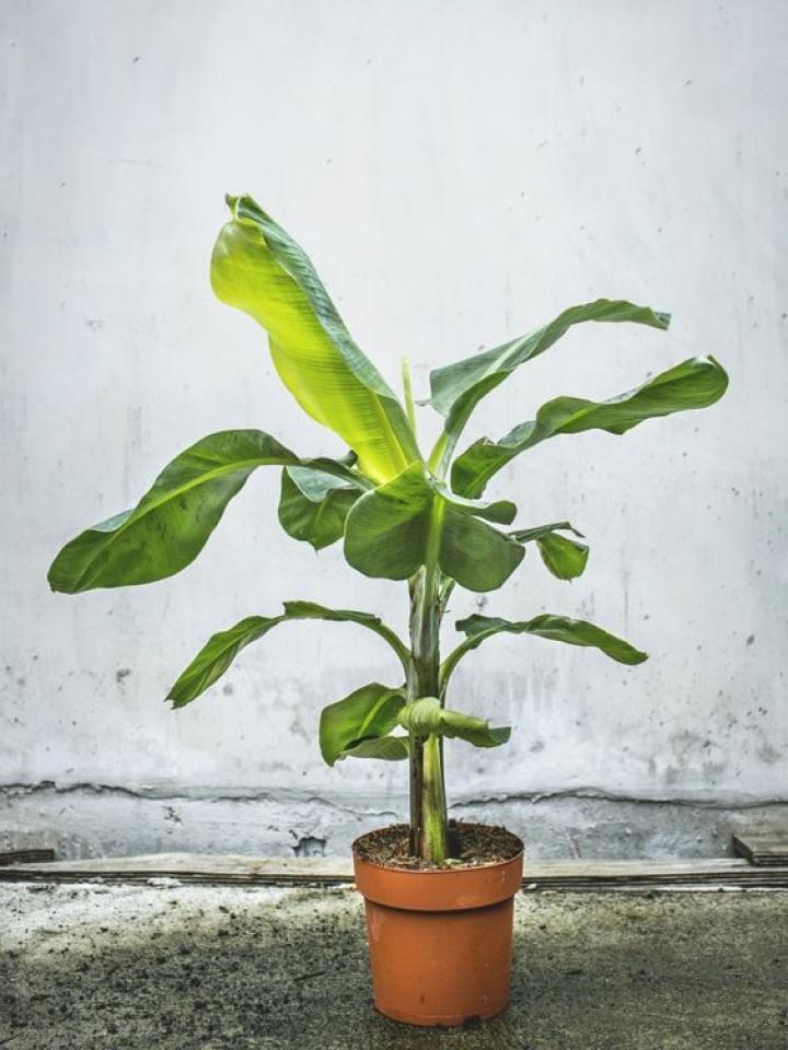 passie tragedie hervorming Bananenplant | Mooi wat planten doen