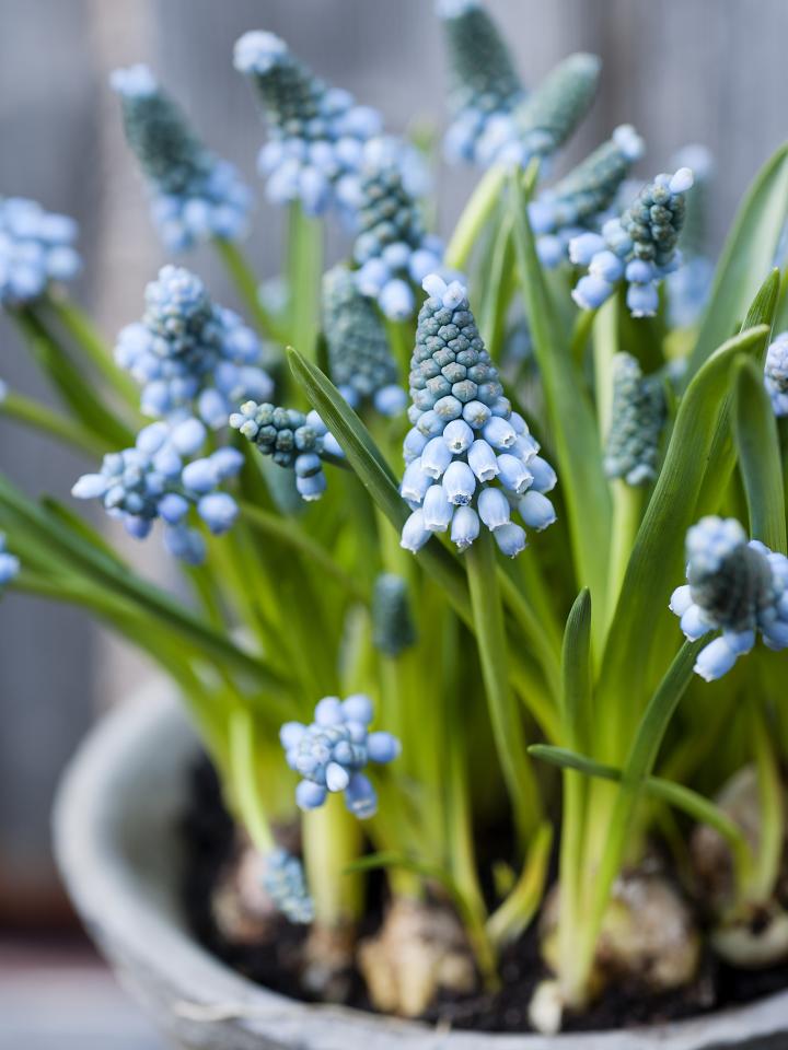 borstel Verstenen Commotie Bollen voor binnen | Mooi wat planten doen