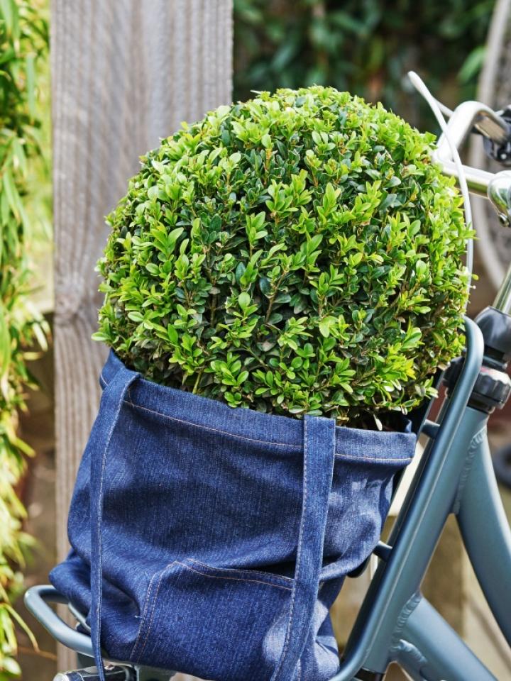 Buxus Jeans of garden