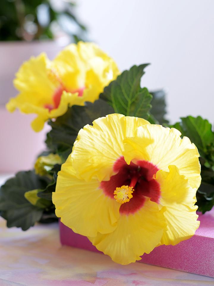 Van de Chinese Roos, oftewel Hibiscus, maak je snel een verfrissende ijsthee Mooiwatplantendoen.nl