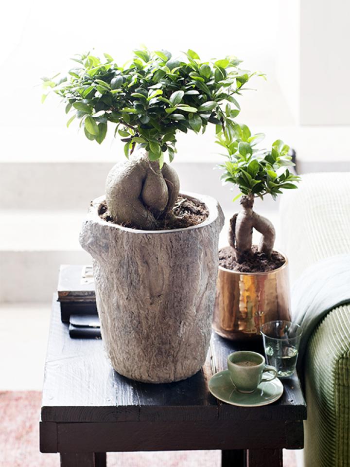 Hout en koper: alles staat de Ficus Ginseng