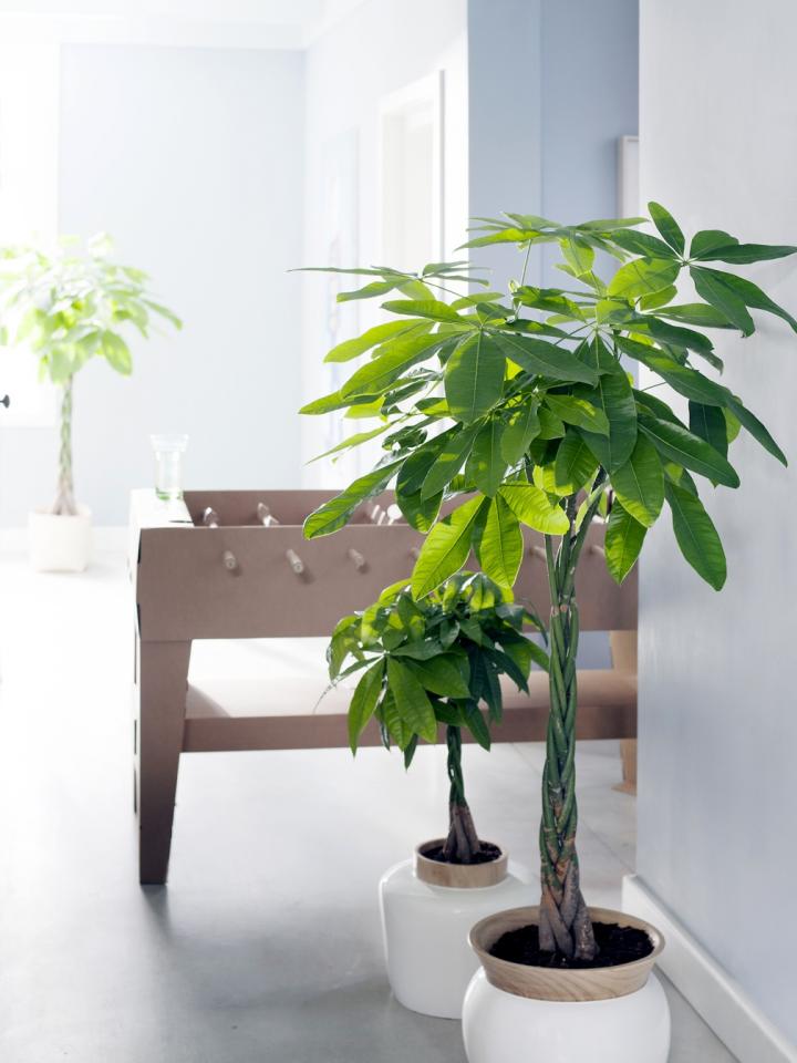 Zimmerbäume sind die Pflanze des Monats – Pflanzenfreude.de