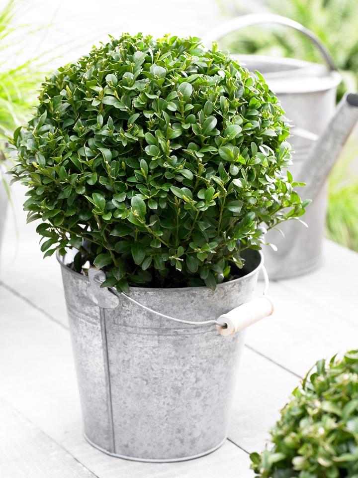 Buxus Buxus