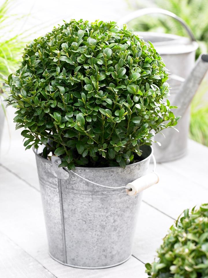 Buxus