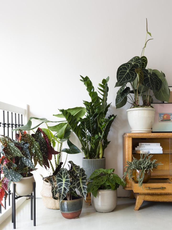 Start Plant Design in 6 stappen | Mooi wat planten doen