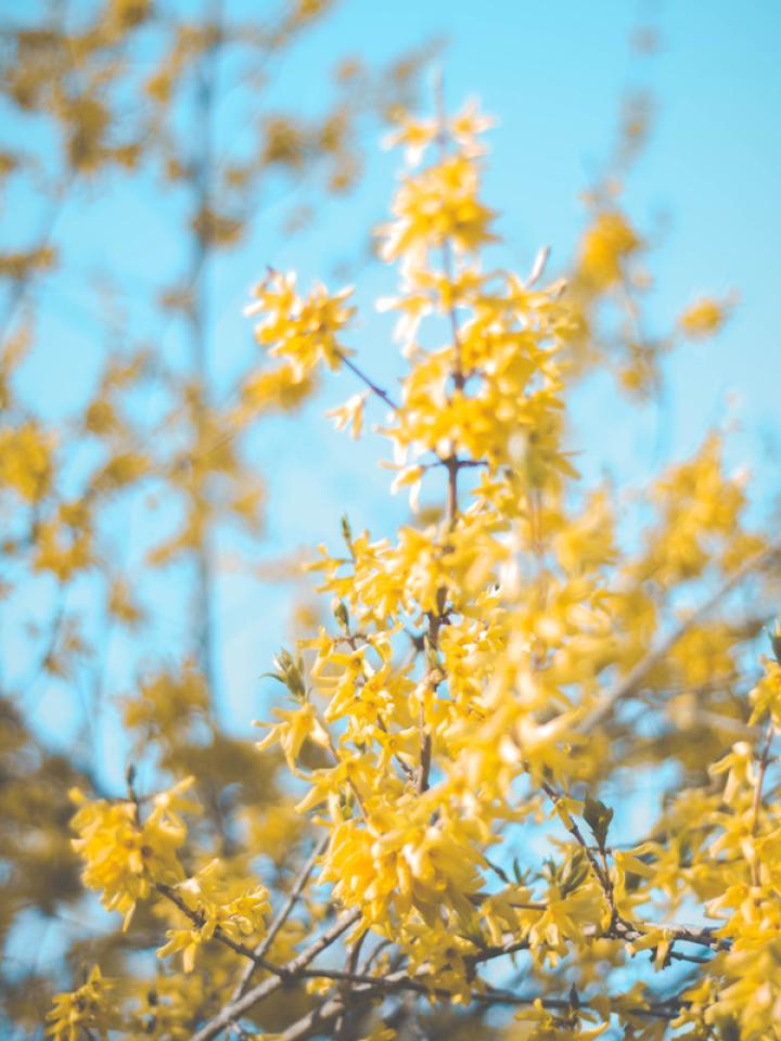 Forsythia Mooiwatplantendoen.nl